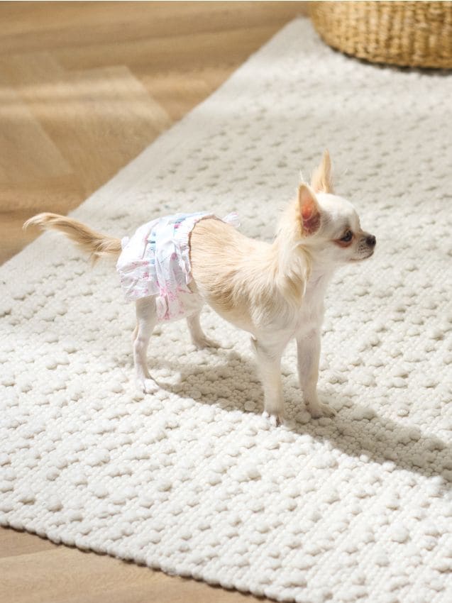 Sinsay - Scutece pentru câini 10 pack - multicolor