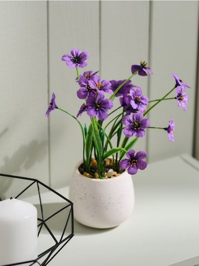 Dekorativna biljka u saksiji