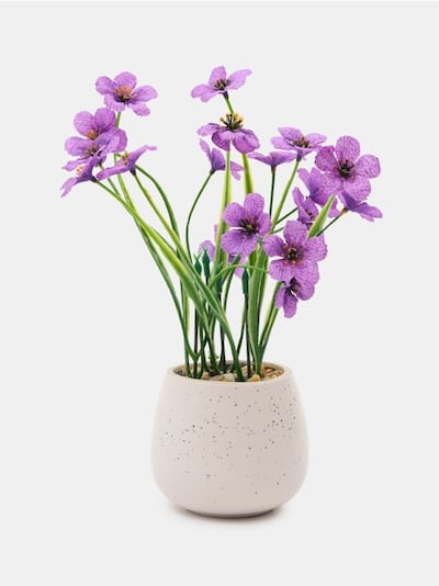 Декоративна рослина в горщику