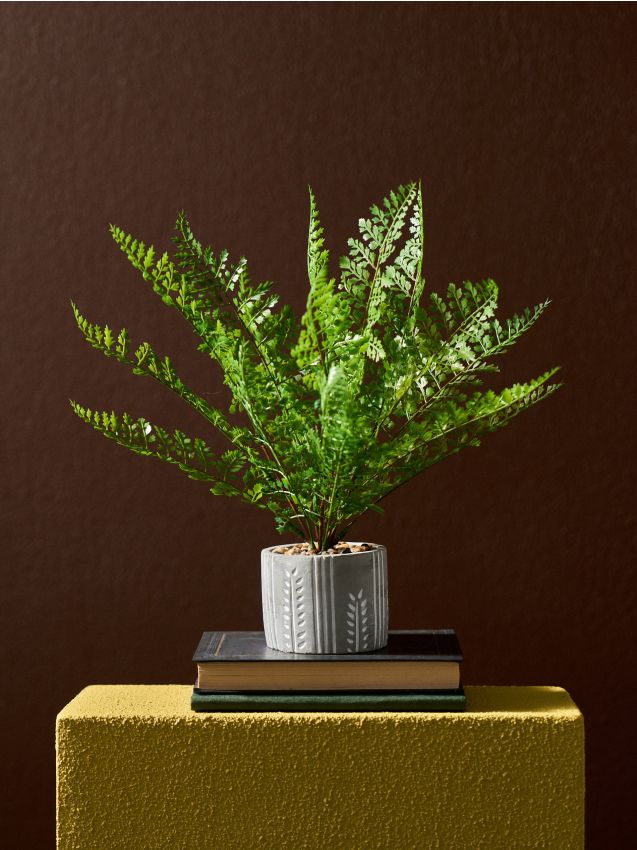 Sinsay - Plantă decorativă în ghiveci - verde