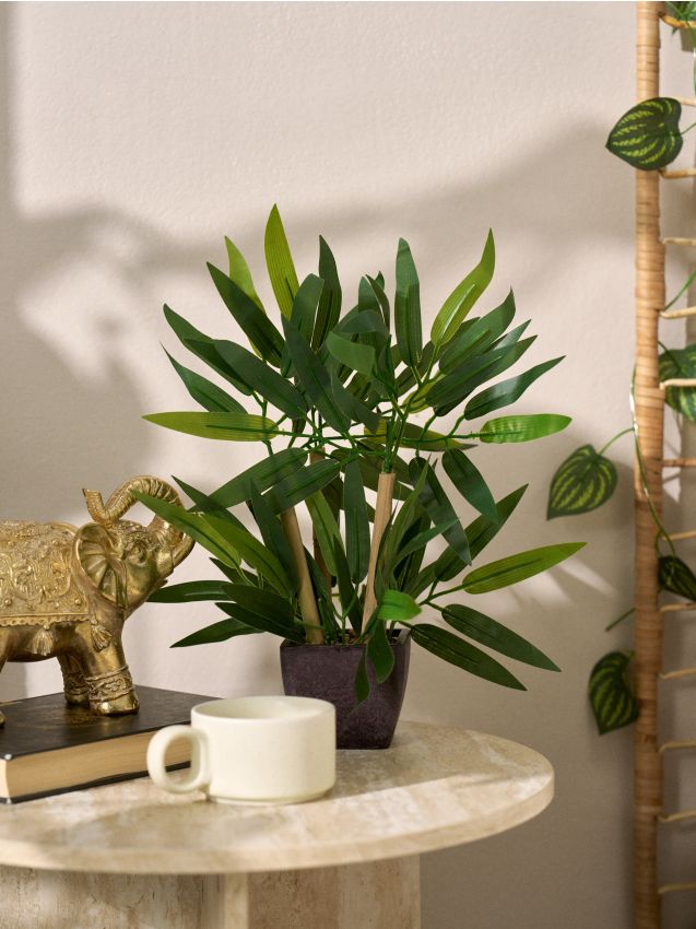 Sinsay - Plantă decorativă în ghiveci - verde