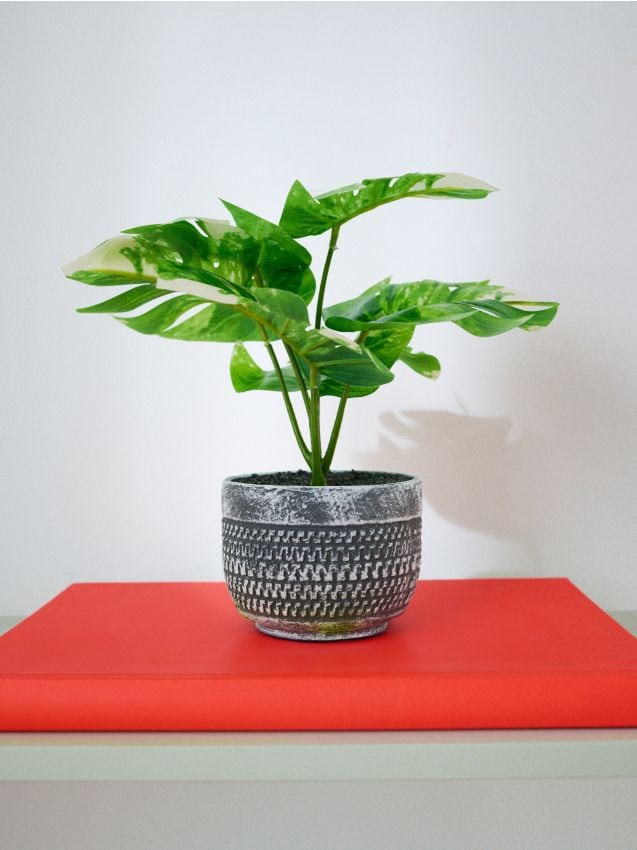 Sinsay - Plantă decorativă în ghiveci – monstera - verde