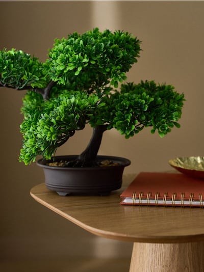 Dekorativna biljka u saksiji