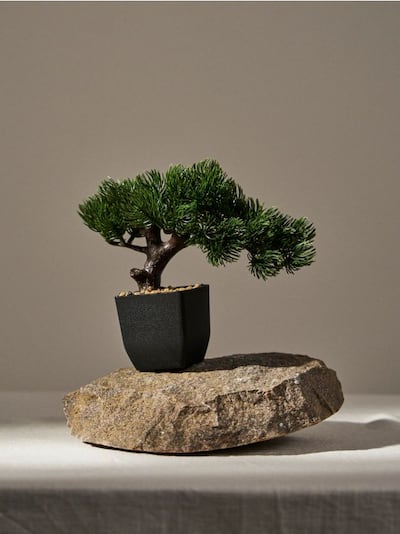 Bonsai drvo u saksiji