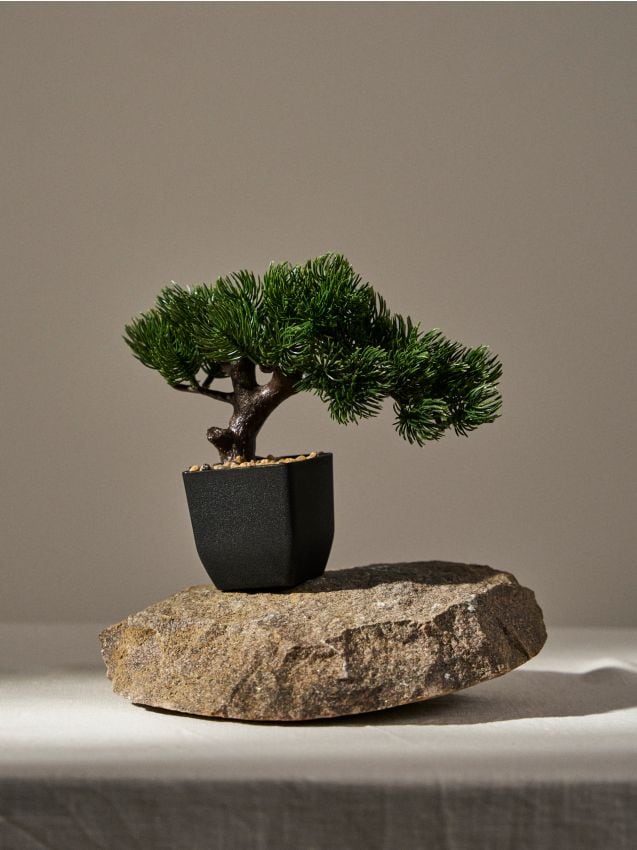 Sinsay - Pom bonsai în ghiveci - verde