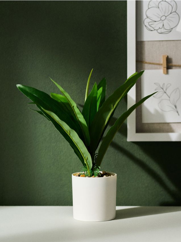 Sinsay - Plantă decorativă în ghiveci - verde