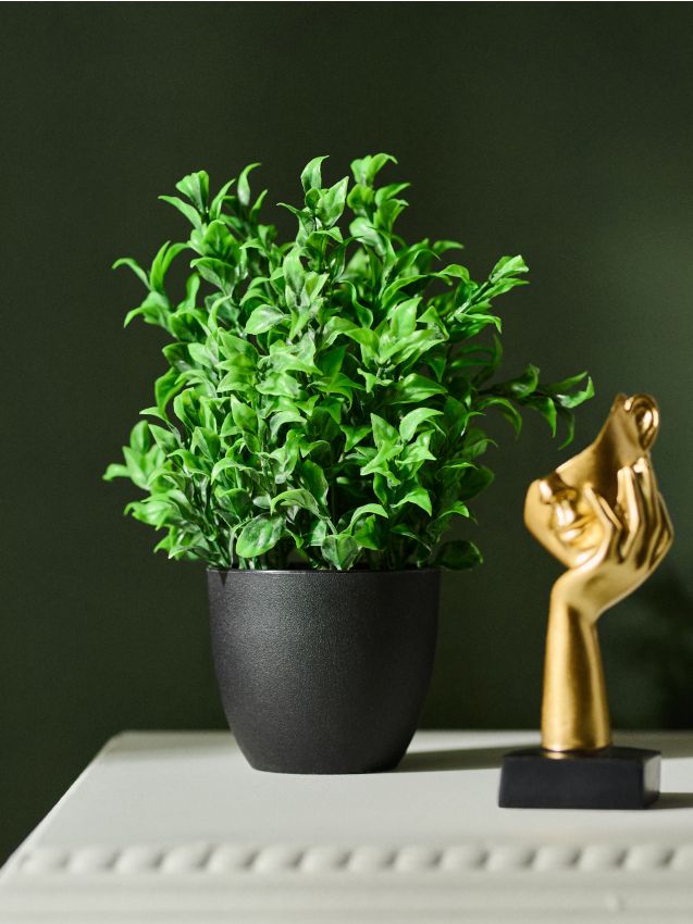 Sinsay - Plantă decorativă în ghiveci - verde