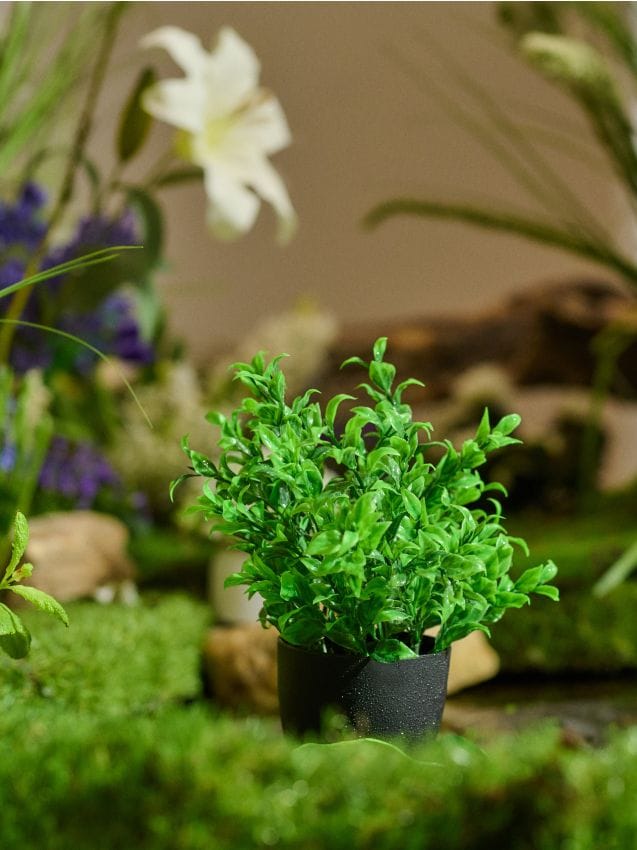 Sinsay - Plantă decorativă în ghiveci - verde