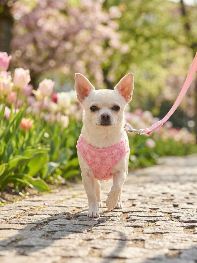 Sinsay - Ham pentru câine XS - roz