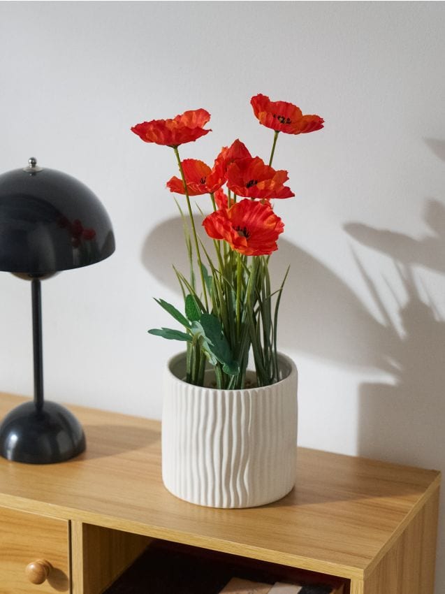 Pianta decorativa in vaso - rosso