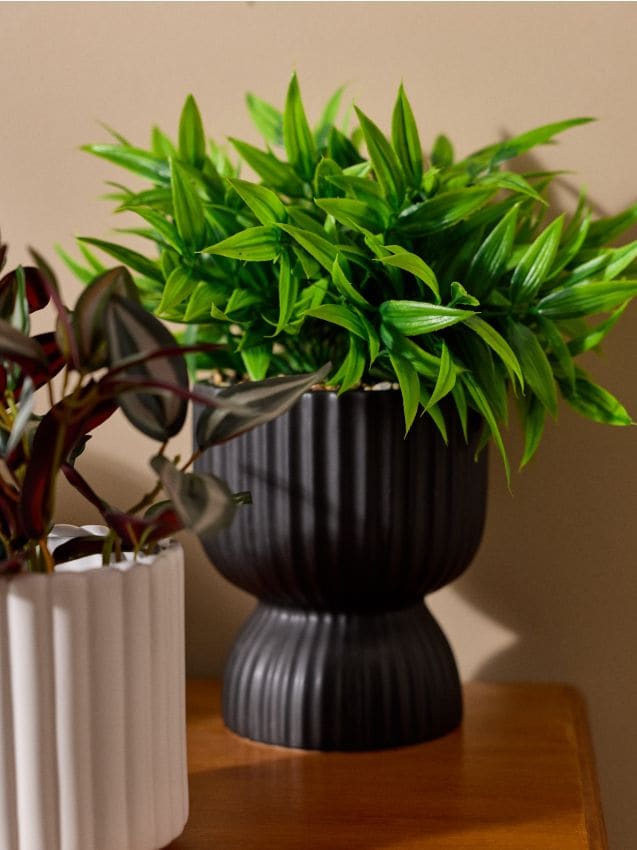 Sinsay - Plantă decorativă în ghiveci - verde