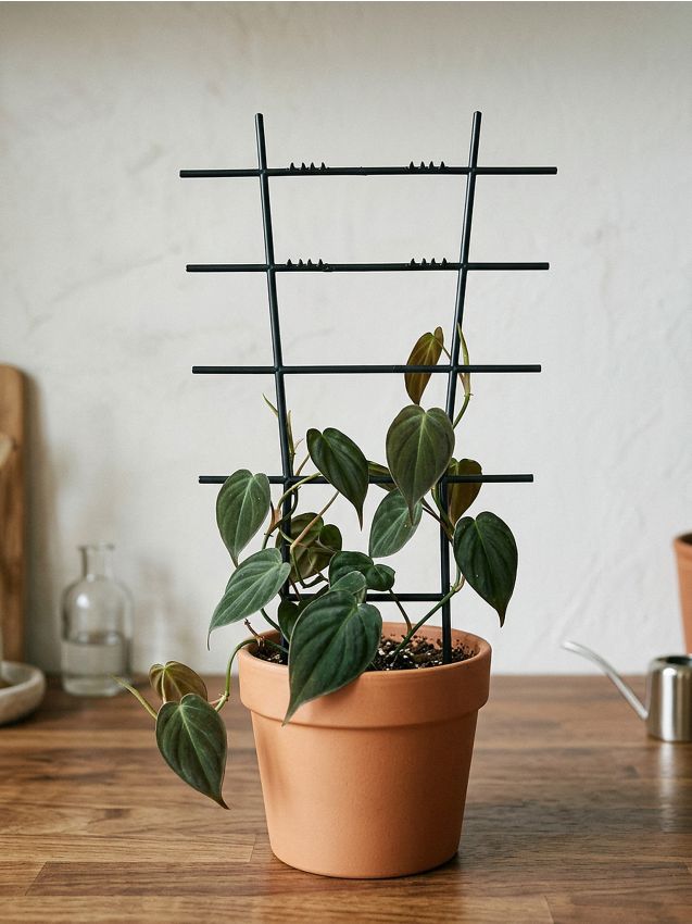 Sinsay - Spalier pentru plante - negru