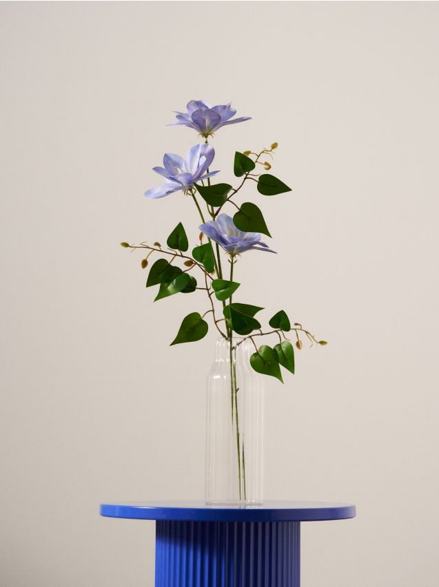 Pianta decorativa – clematide - blu pallido