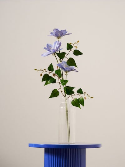 Zierpflanze – clematis