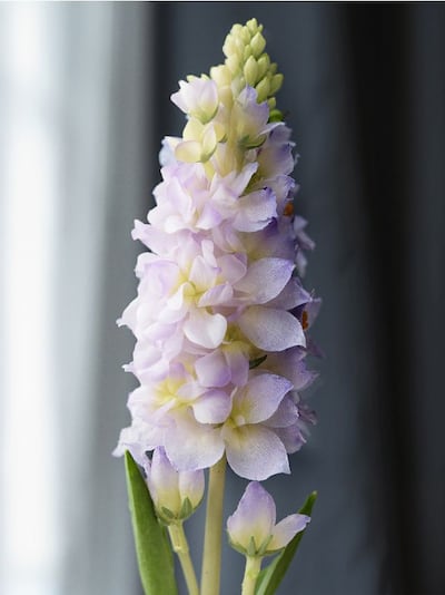 Dekoratiivne kunsttaim