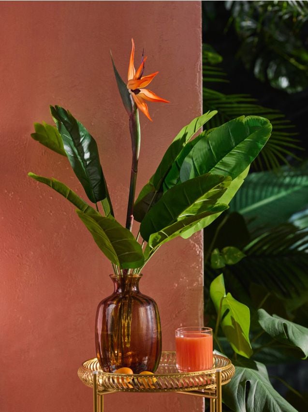 Pianta decorativa – strelitzia - verde