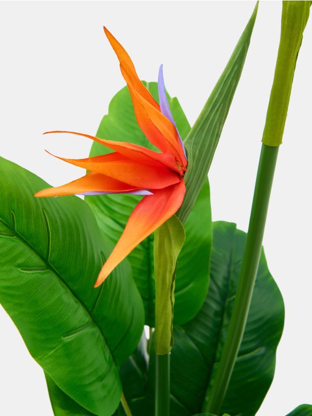 Sinsay - Plantă decorativă – strelitzia - verde