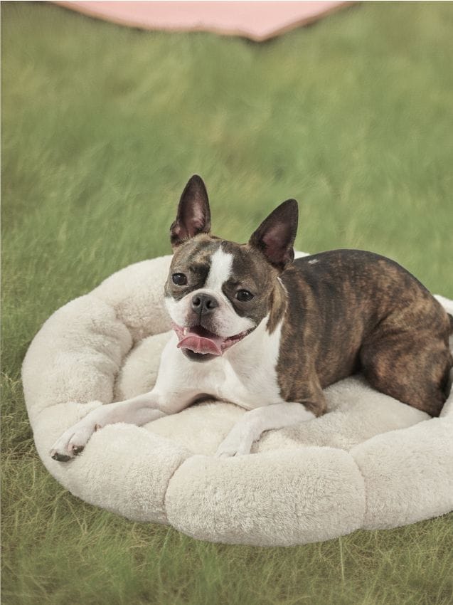 Sinsay - Pelech pre mačku v tvare kvetu - telová