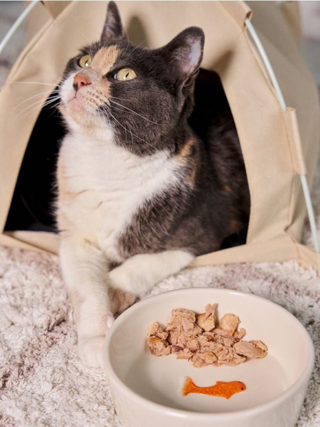 Sinsay - Bol pentru animale de companie - crem