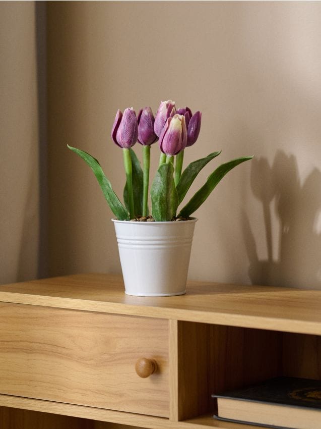 Sinsay - Plantă decorativă în ghiveci – lalele - mov