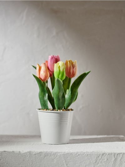 Dekorativní rostlina v květináči – tulipány