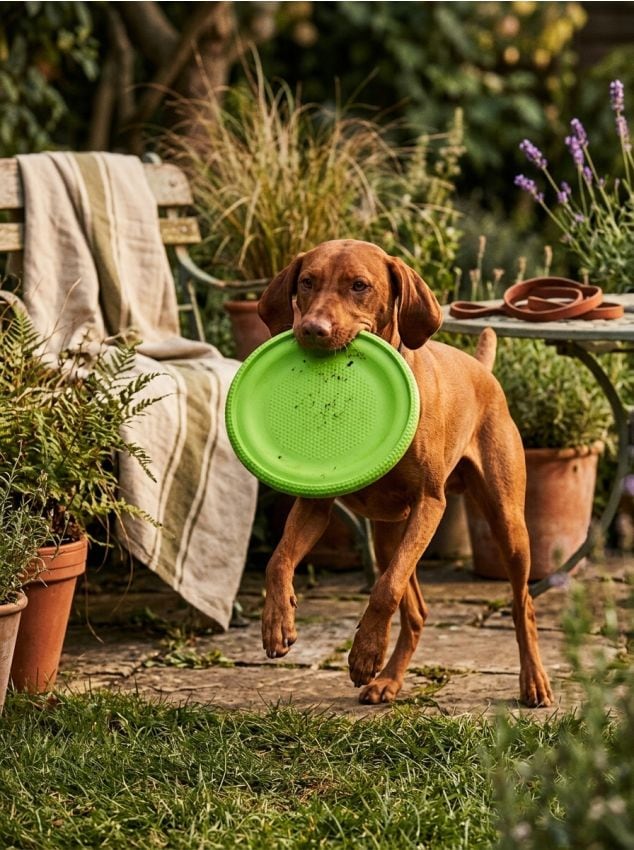 Sinsay - Jucărie din spumă pentru aport pentru câini - galben-verzui