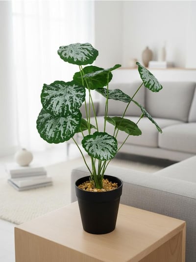 Dekorativní rostlina v květináči