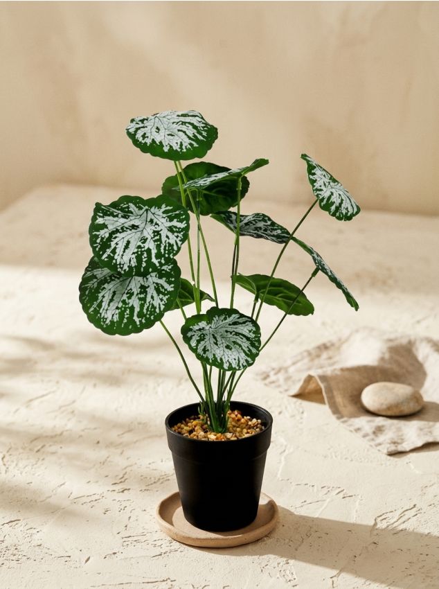 Sinsay - Plantă decorativă în ghiveci - verde