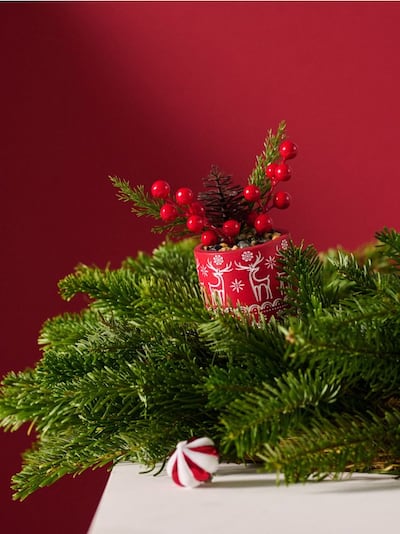 Dekoratív növény karácsonyi motívummal