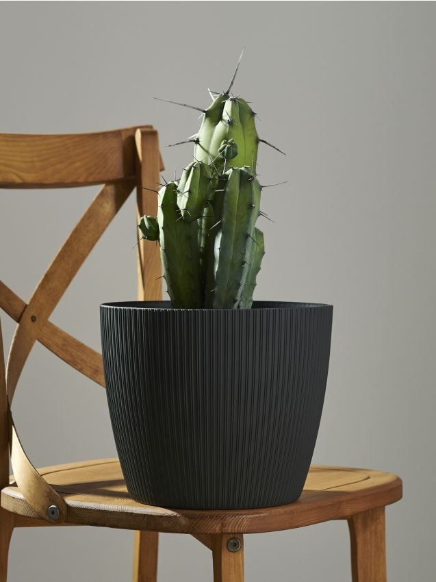 Sinsay - Ghiveci - gri-închis