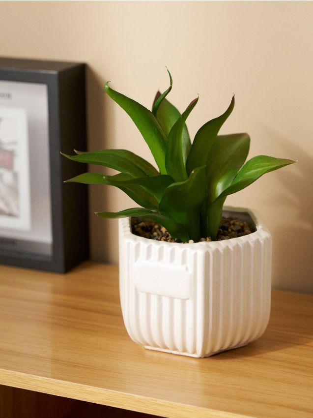 Sinsay - Dekoratívna rastlina v keramickom kvetináči - zelená