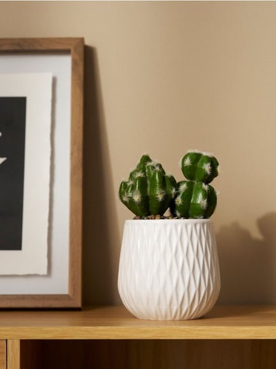 Dekoratiivne kaktus keraamilises potis