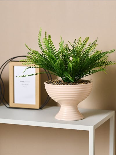 Dekoratiivtaim – sõnajalg soonilises potis