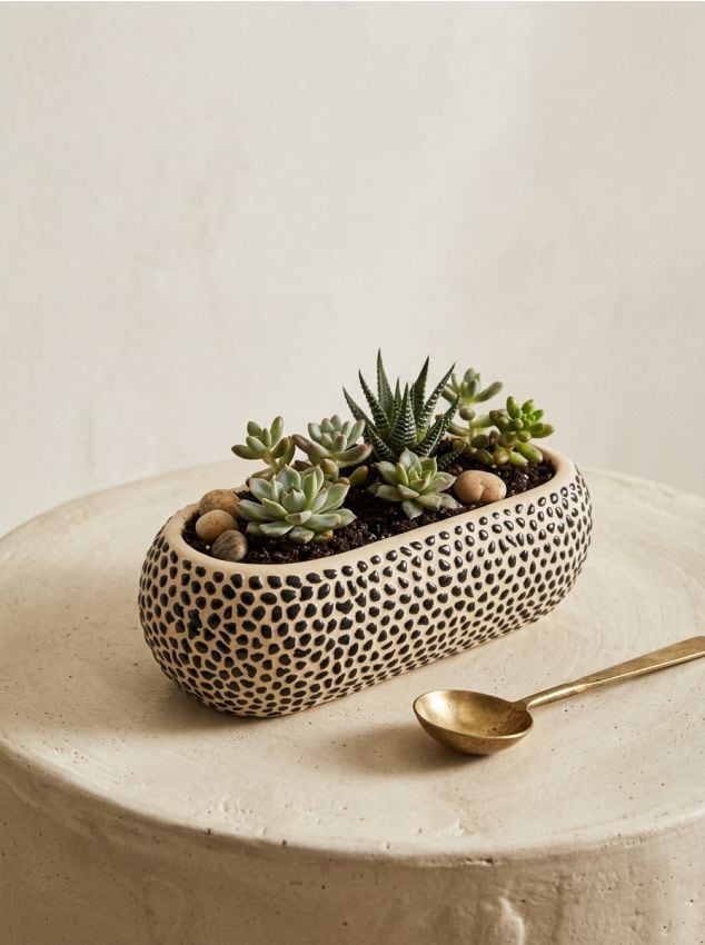 Sinsay - Ghiveci - multicolor