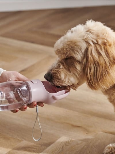 Пляшка для собаки