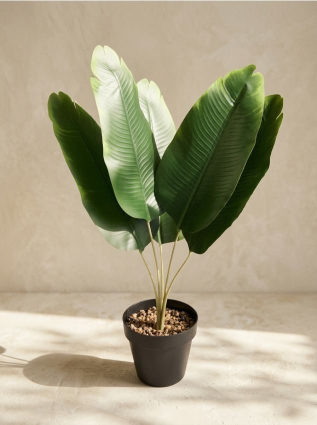 Sinsay - Plantă decorativă în ghiveci - verde