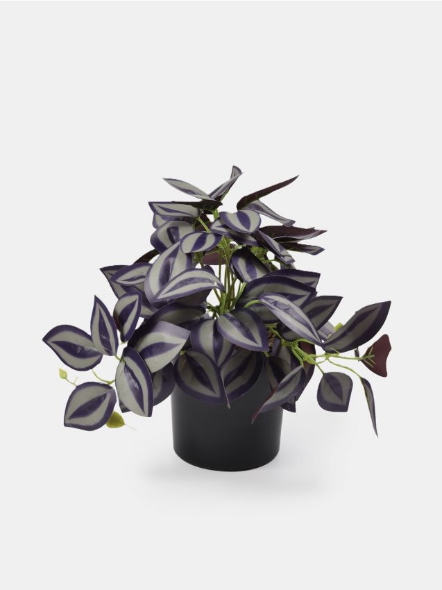 Sinsay - Dekoratívna rastlina v kvetináči - tmavofialová