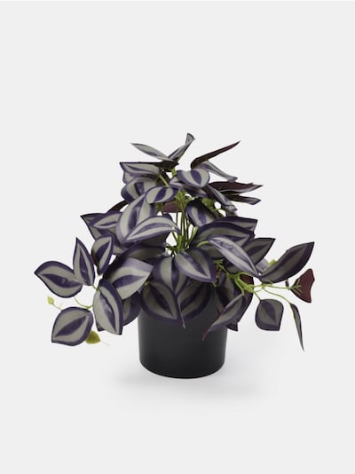 Διακοσμητικό φυτό σε γλάστρα