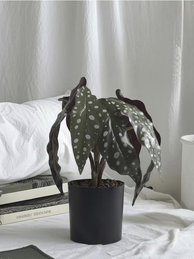 Pianta ornamentale artificiale