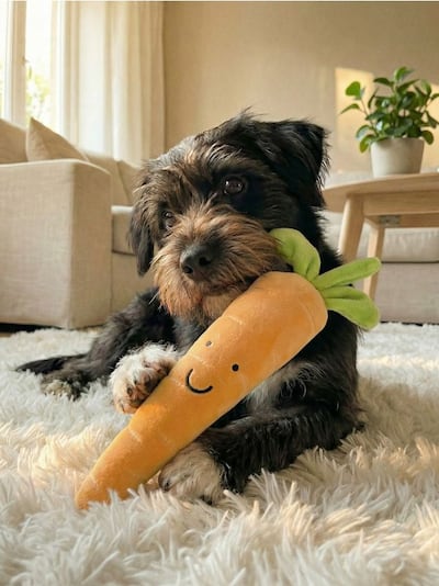 Plišana igračka za pse s pištaljkom u obliku mrkve