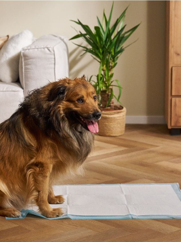 Sinsay - Pături igienice pentru animale - alb