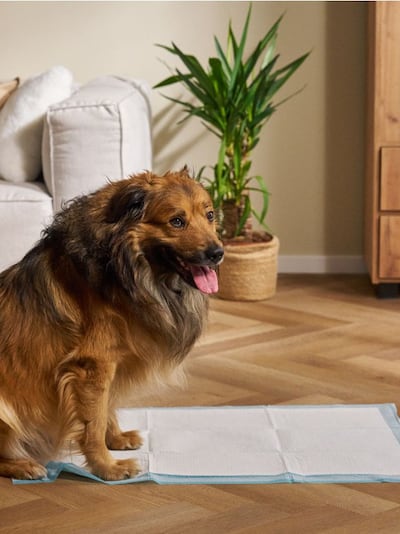 Hügieenilised lapid loomadele