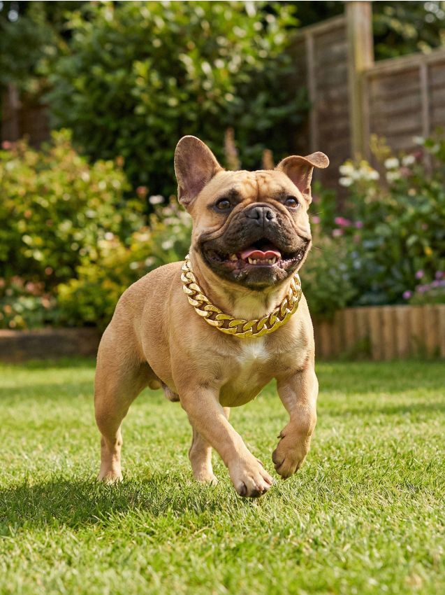 Sinsay - Cătușă decorativă reglabilă pentru câine - auriu