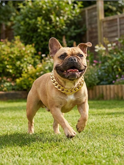 Podesiva ukrasna ogrlica za psa