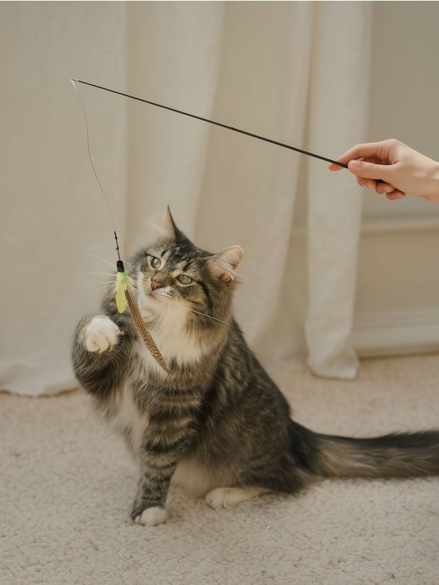 Sinsay - Hračka pre mačku - čierna