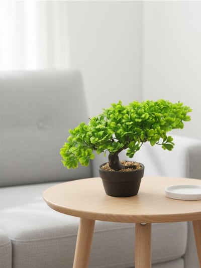 Dekorační rostlina bonsai v květináči