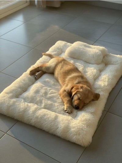 Ліжечко для домашніх тварин