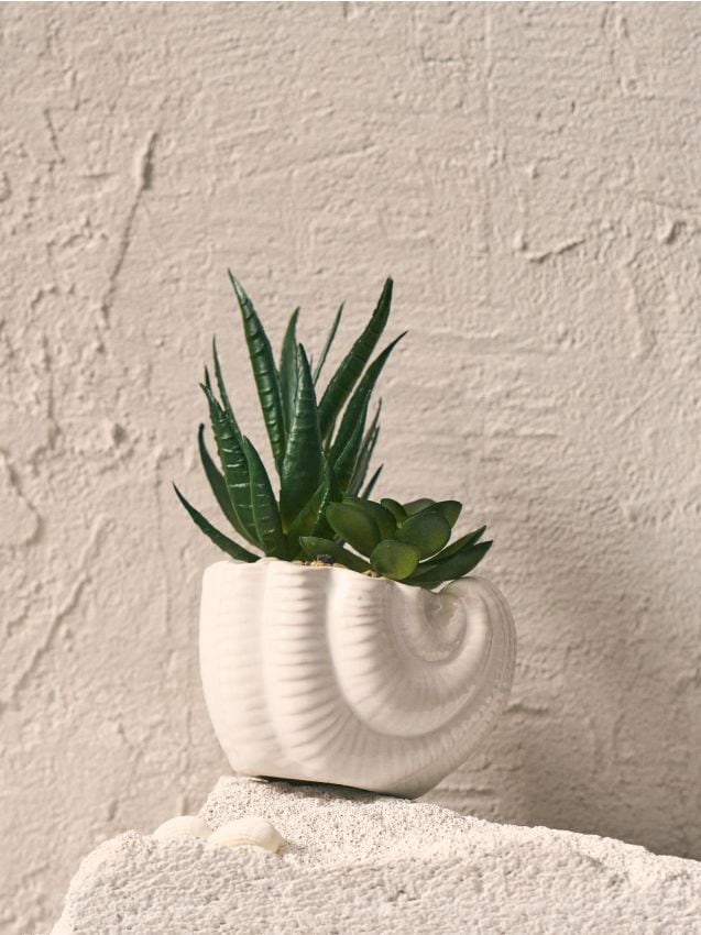 Sinsay - Plantă decorativă în ghiveci - suculente - alb