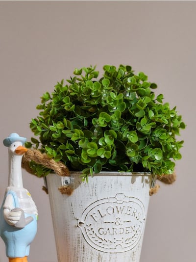 Dekoratiivne taim palli kujul