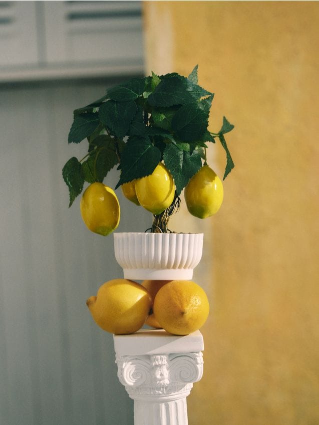 Sinsay - Plantă decorativă - copac de lămâi - galben-deschis